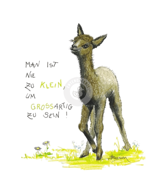 Passepartout Bild Junges Alpaka Cria Lustiger Spruch 24 x 30 cm Heidemarie Brosien